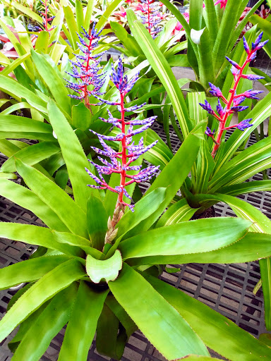 Hardware Store «Proctor Ace Hardware», reviews and photos, 1281 Atlantic Blvd, Neptune Beach, FL 32266, USA