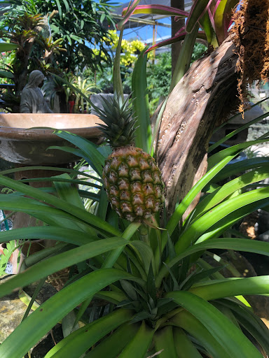 Wholesale Plant Nursery «Galloway Farm Nursery Inc.», reviews and photos, 7790 SW 87th Ave, Miami, FL 33173, USA