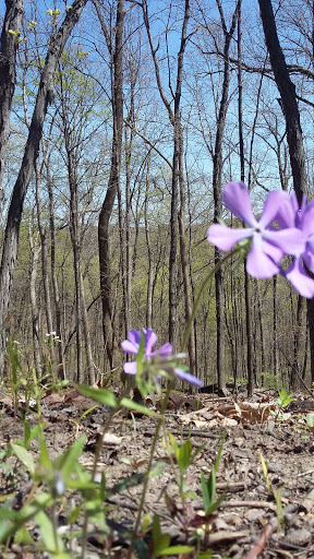 Nature Preserve «Engelmann Woods Natural Area», reviews and photos, 2360 Hwy D, Boles Township, MO 63304, USA