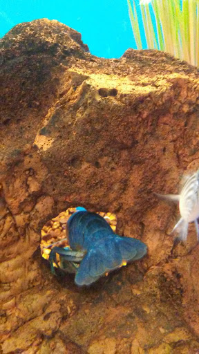 Pet Supply Store «Petco Animal Supplies», reviews and photos, 1207 S Caraway Rd, Jonesboro, AR 72401, USA