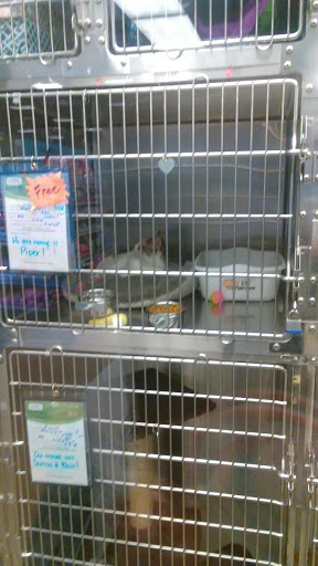 Pet Supply Store «PetSmart», reviews and photos, 11945 Central Ave, Chino, CA 91710, USA