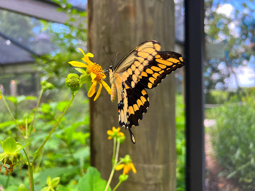 Museum «Coastal Discovery Museum», reviews and photos, 70 Honey Horn Dr, Hilton Head Island, SC 29926, USA