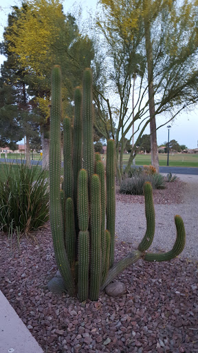 Golf Club «Sunbird Golf Club», reviews and photos, 6240 S Sunbird Blvd, Chandler, AZ 85249, USA