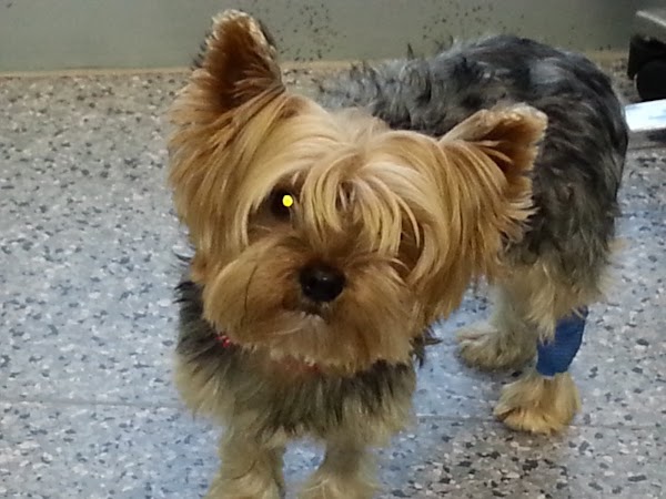 Clínica Veterinaria María Jiménez
