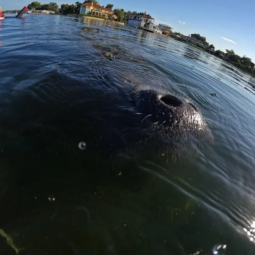 Sightseeing Tour Agency «Manatee Tour and Dive», reviews and photos, 36 NE 4th St, Crystal River, FL 34428, USA