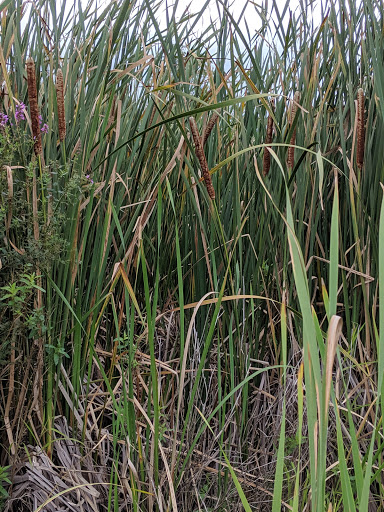 Nature Preserve «Volo Bog», reviews and photos, 28478 W Brandenburg Rd, Ingleside, IL 60041, USA