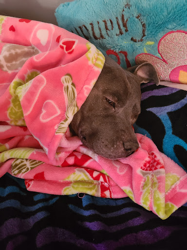 Pet Supply Store «PetSmart», reviews and photos, 6345 Garth Rd #140, Baytown, TX 77521, USA