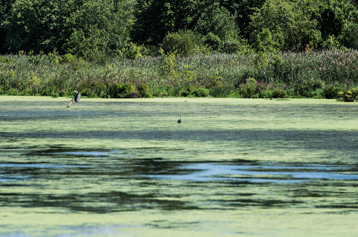 Nature Preserve «The Celery Farm», reviews and photos, Franklin Turnpike, Allendale, NJ 07401, USA