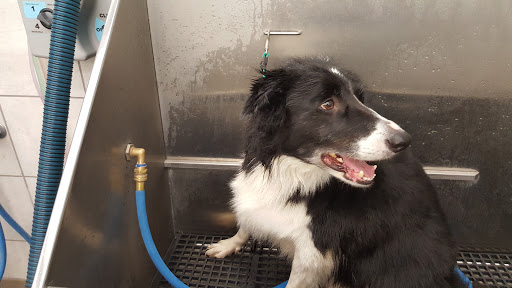 Pet Supply Store «Pet Supplies Plus», reviews and photos, 713 Brandilynn Blvd, Cedar Falls, IA 50613, USA