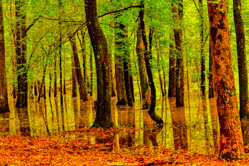 Park «McIntosh Reserve Park», reviews and photos, 1046 W McIntosh Cir, Whitesburg, GA 30185, USA