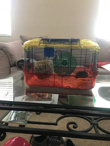 Pet Store «Petland Las Vegas», reviews and photos, 8800 W Charleston Blvd #3, Las Vegas, NV 89145, USA