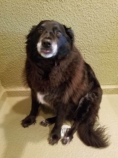 Pet Store «Cookies Pet Corner & Wash», reviews and photos, 1010 Bethel Ave, Port Orchard, WA 98366, USA