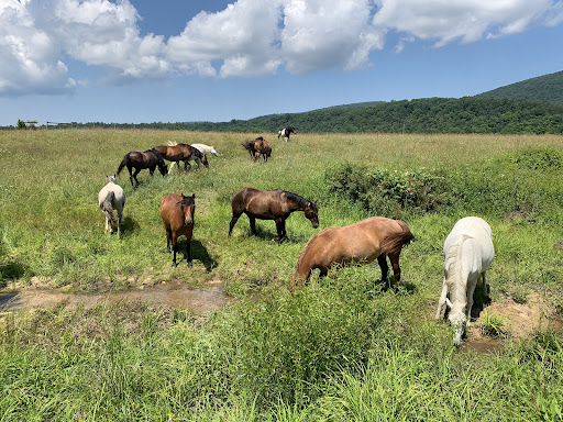 Horseback Riding Service «Secret Passage Ranch», reviews and photos, 321 Spring Mountain Way, Fort Valley, VA 22652, USA