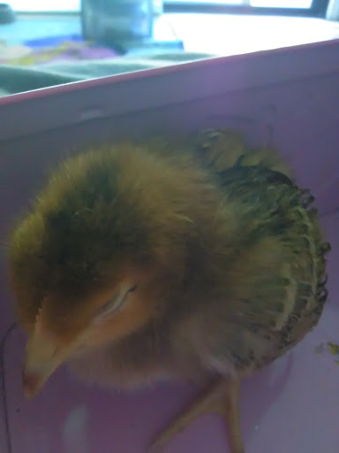 Pet Supply Store «Valley Feed», reviews and photos, 1486 Freedom Blvd, Watsonville, CA 95076, USA