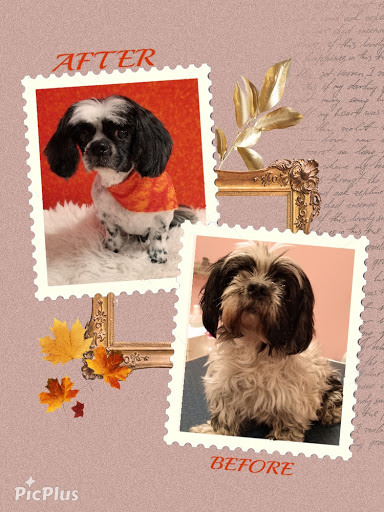 Pet Groomer «Furry Tails Pet Grooming», reviews and photos, 865 Cypress Pkwy, Poinciana, FL 34759, USA