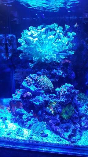 Pet Store «Reeftop Aquariums-Pet Boutique», reviews and photos, 13250 SW 87th Ave, Miami, FL 33176, USA