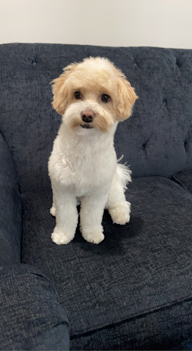 Pet Supply Store «PetSmart», reviews and photos, 1600 Marcus Ave, New Hyde Park, NY 11040, USA