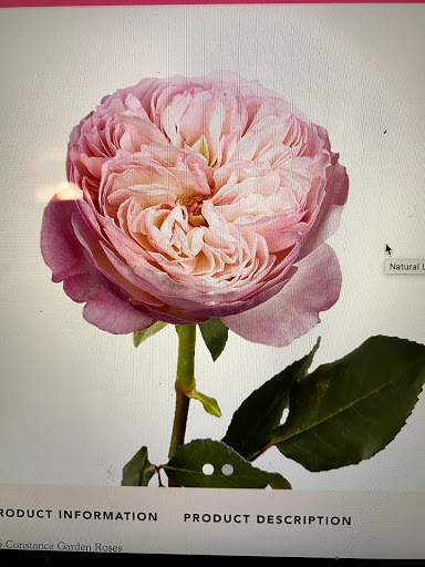 Florist «GlobalRose - Fresh Flowers and Roses at Wholesale Prices», reviews and photos, 7225 NW 25th St #217, Miami, FL 33122, USA