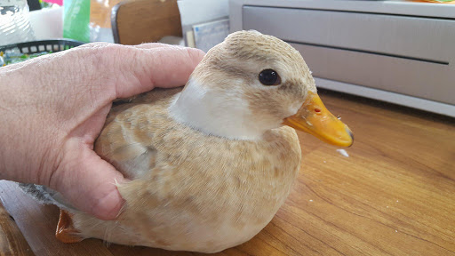 Pet Store «Tanks Pet Supply», reviews and photos, 628 S Main St, Princeton, IL 61356, USA