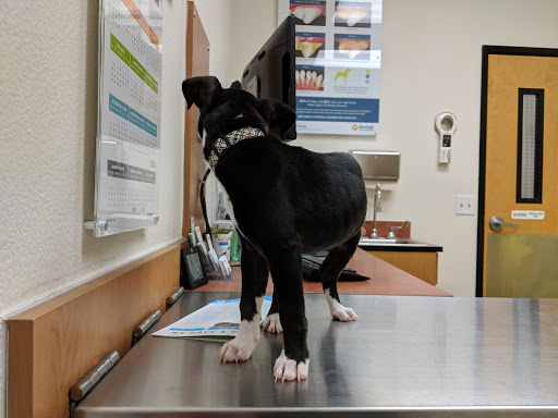 PetSmart image