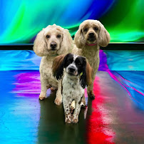 Rhonda's Dog Walking and Pet Sitting - Photo 1 - Car repair in Northampton, PA, Allentown