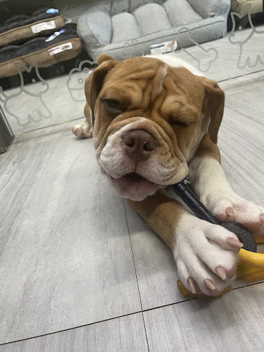 Pet Store «Petland», reviews and photos, 10289 Ulmerton Rd, Largo, FL 33771, USA