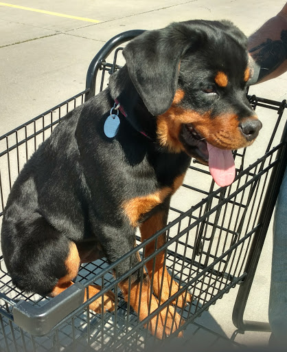 Pet Supply Store «Petco Animal Supplies», reviews and photos, 3430 W State St, Grand Island, NE 68803, USA