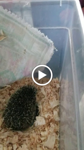 Pet Store «Wildside Pets», reviews and photos, 1042 N Higley Rd #105, Mesa, AZ 85205, USA