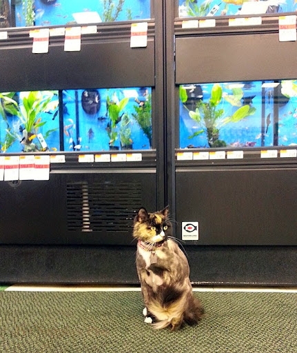 Pet Supply Store «Pet Supplies Plus», reviews and photos, 319 N Berkeley Blvd, Goldsboro, NC 27534, USA