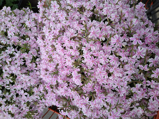 Home Improvement Store «The Home Depot», reviews and photos, 1749 Newman Rd, Okemos, MI 48864, USA