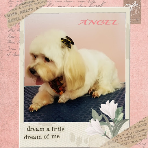 Pet Groomer «Furry Tails Pet Grooming», reviews and photos, 865 Cypress Pkwy, Poinciana, FL 34759, USA