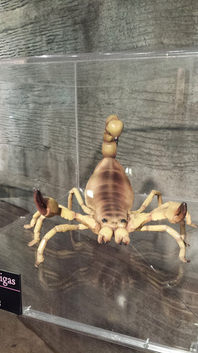 Tourist Attraction «Arizona Museum of Natural History», reviews and photos, 53 N Macdonald, Mesa, AZ 85201, USA