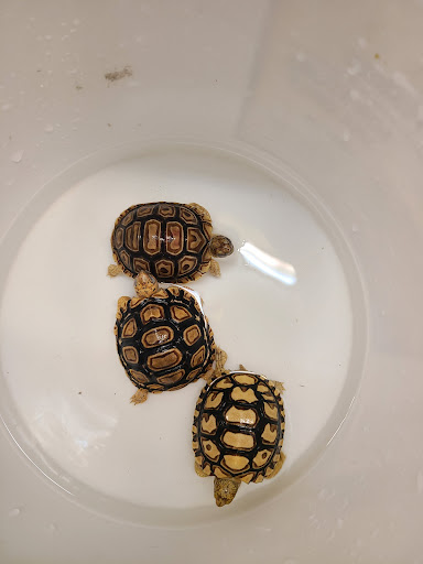 Pet Store «Pet Central», reviews and photos, 1411 Powell St, San Francisco, CA 94109, USA