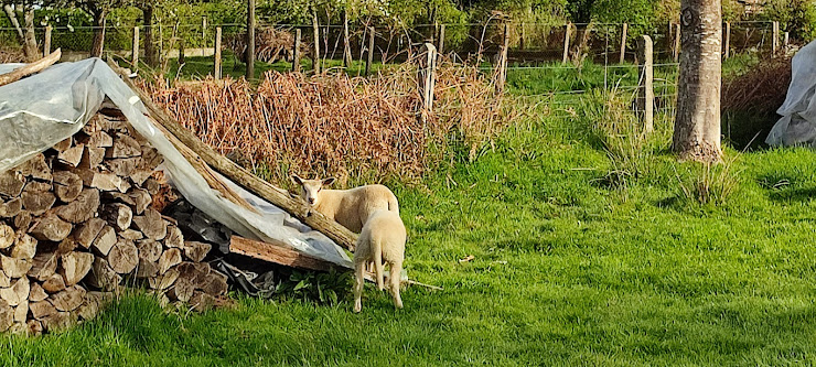 Photos des visiteurs Chambre d'hôtes Chambres d'hôtes - La Sennelee 50170 Pontorson