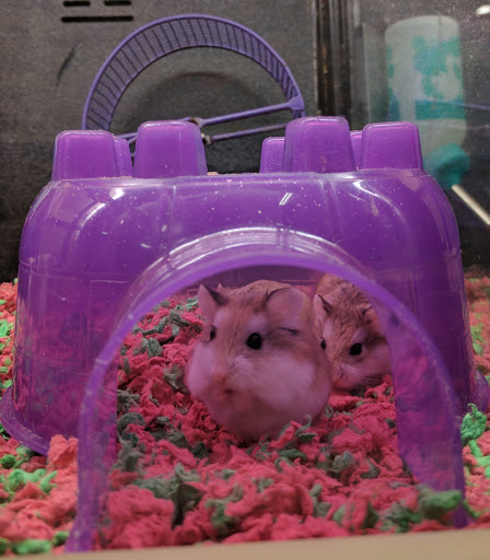 Pet Supply Store «PetSmart», reviews and photos, 13866 Metrotech Dr, Chantilly, VA 20151, USA