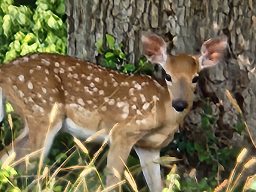 Public Golf Course «Landa Park Golf Course at Comal Springs», reviews and photos, 180 Golf Course Rd, New Braunfels, TX 78130, USA