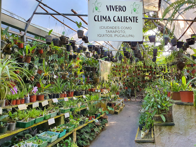 Orquídeas Amazónicas Tarapoto - Centro de jardinería