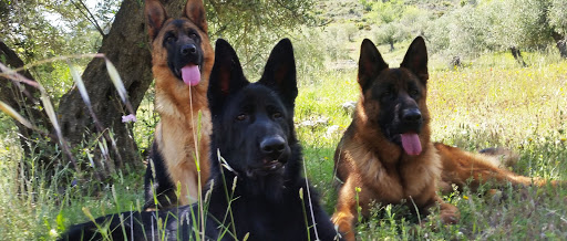 Auringis | Cría y selección del pastor alemán - Jaén