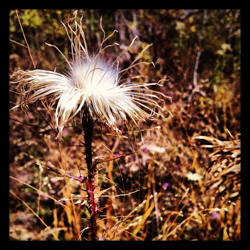 Nature Preserve «Bluff Spring Fen», reviews and photos, Spring Grove Ave, Elgin, IL 60120, USA