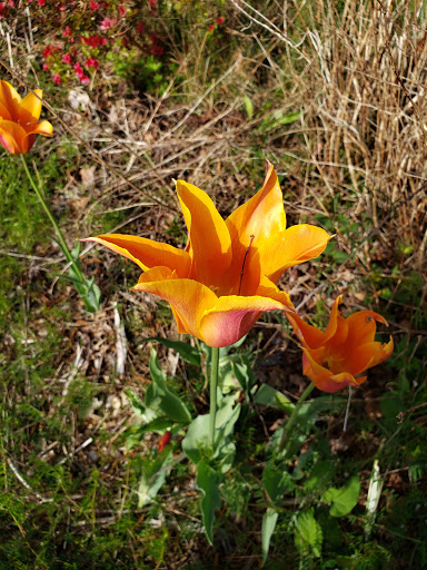 Park «Ferguson Park», reviews and photos, 1330 Ferguson Park Rd, Snohomish, WA 98290, USA