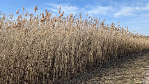 Park «Messenger Marsh», reviews and photos, S Bell Rd, Homer Glen, IL 60491, USA