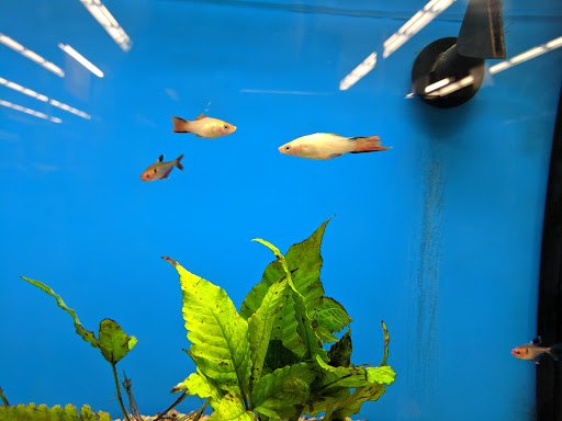 Pet Supply Store «Petco Animal Supplies», reviews and photos, 1086 Killingly Commons Drive, Dayville, CT 06241, USA