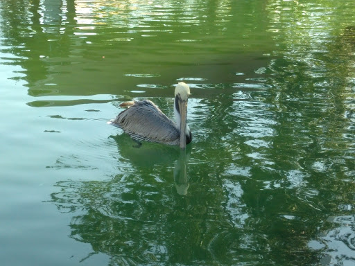 Zoo «Zoo Miami», reviews and photos, 12400 SW 152nd St, Miami, FL 33177, USA