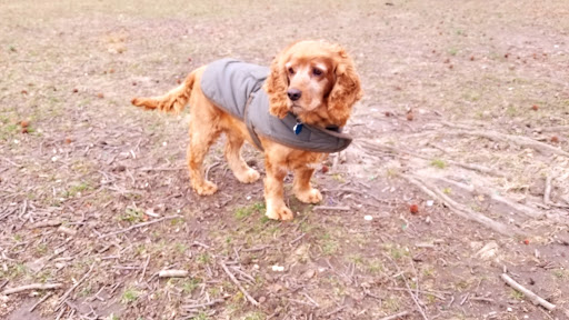 Park «Astoria Park», reviews and photos, 19 19th St, Queens, NY 11105, USA