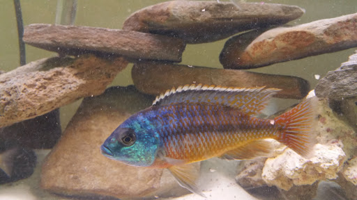 Pet Supply Store «Excalibur Aquatics and Pet Supplies», reviews and photos, 887 Edison St NW, Hartville, OH 44632, USA