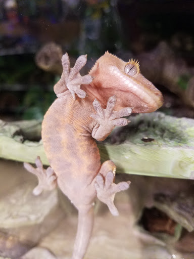 Pet Supply Store «Petco Animal Supplies», reviews and photos, 13 Welles St, Glastonbury, CT 06033, USA