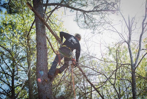 Blackhawk Tree Services