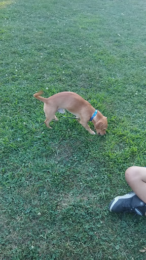 Park «Touhy Park», reviews and photos, 7348 N Paulina St, Chicago, IL 60626, USA