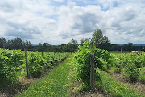 Altamont Vineyard & Winery image