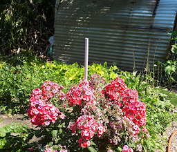 Kleingartenanlage Volkspark Malchow photo